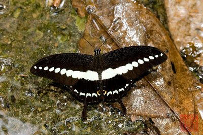 Papilio demolion demolion(Banded Swallowtail)