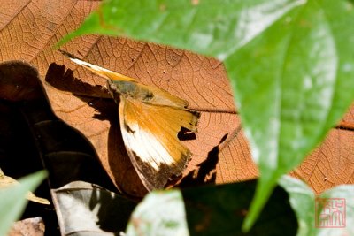 Doleschallia bisaltide pratipa (Autumn Leaf)