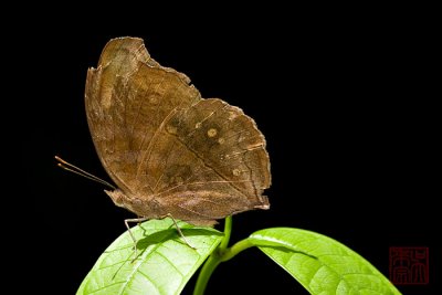 Junonia iphita horsfieldi(Chocolate Soldier)