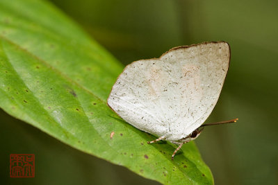 Curetis santana malayica (Malayan Sunbeam)