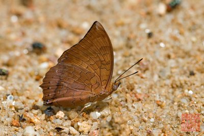 Charaxes bernardus crepax (The Tawny Rajah) 