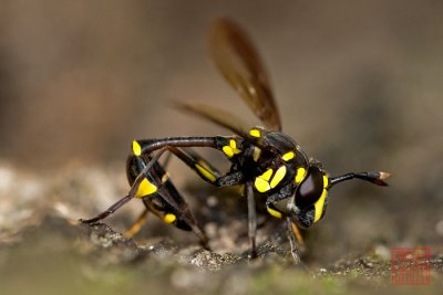 Syrpidae, Ceriana sp