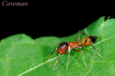 Ant-Mimicking Jumping Spider(Myrmarachne) - reddish