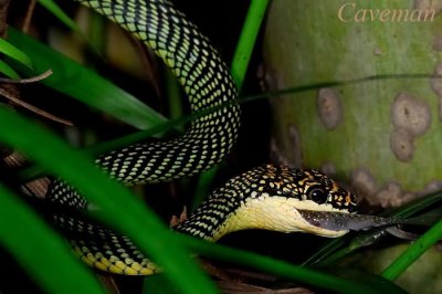 Chrysopelea paradisi (Paradise tree snake)