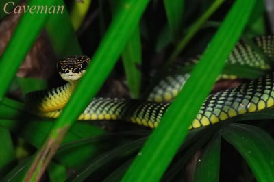 Chrysopelea paradisi (Paradise tree snake)