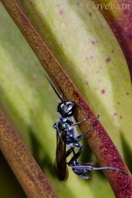 wasp