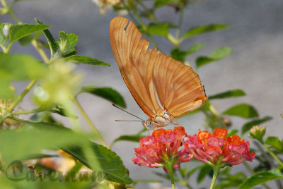 Dryas iulia