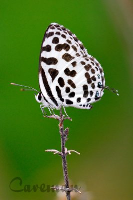 Castalius rosimon rosimon (The Common Pierrot)