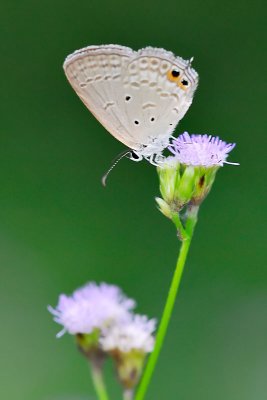 Euchrysops cnejus cnejus (Gram Blue)