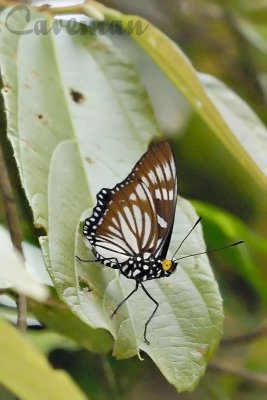 Euripus nyctelius nyctelius (Courtesan)