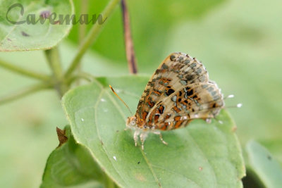 Gray Tinsel (Catapaecilma major emas)