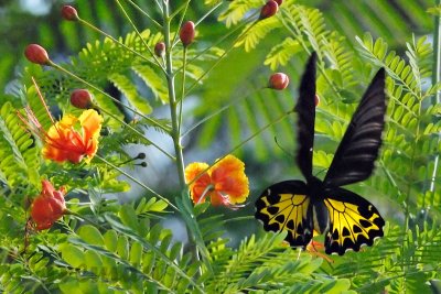 Common Birdwing