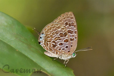 Arhopala alitaeus mirabella