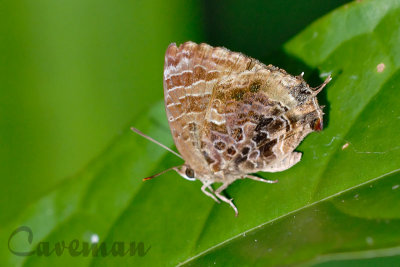 Arhopala abseus ophiala