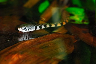 Xenochrophis trianguligerus (Triangle keelback )