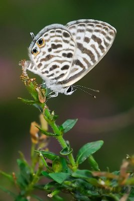 Leptotes plinius(The Zebra Blue)