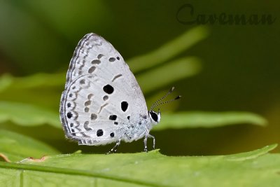 Acytolepis puspa lambi (Common Hedge Blue)