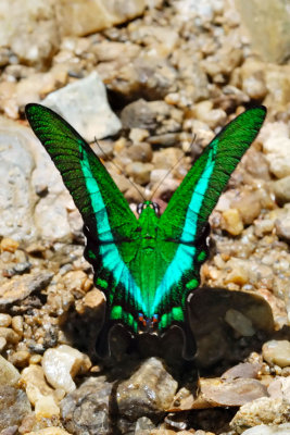 Papilio palinurus palinurus (Banded Peacock)