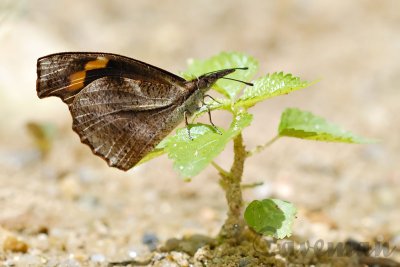 Libythea myrrha hecura (The Club Beak)