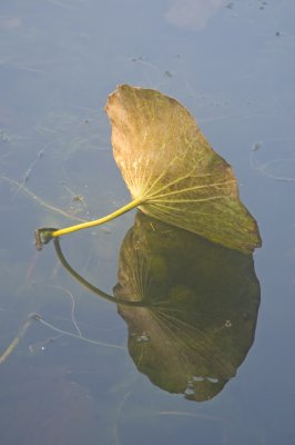 still water lily.jpg