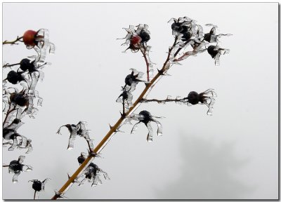 Rosehips