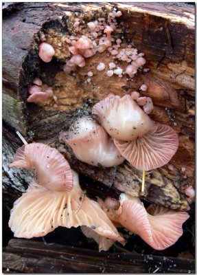 Panellus longinquus