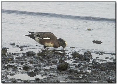 American Wigeon