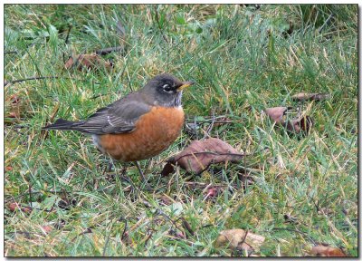 American Robin