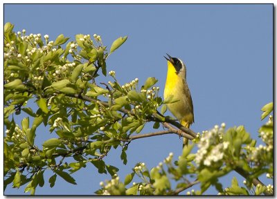 Common Yellowthroat