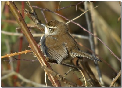 Bewicks Wren