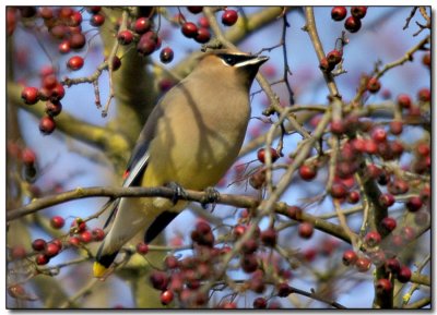 Cedar Waxwing