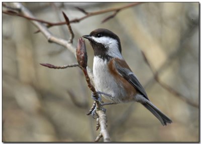 Chickadee