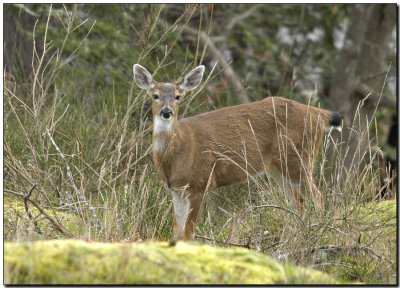 Faline