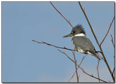 Kingfisher