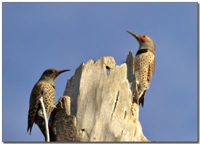 Time to build a new nest