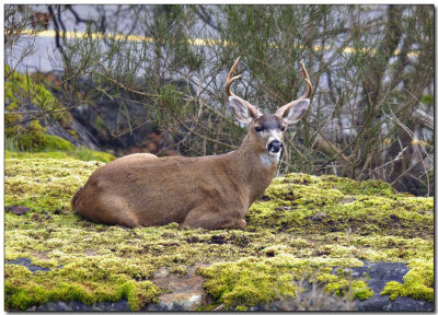 Bambi