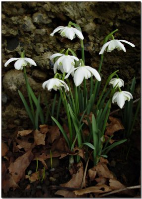 Snowdrops