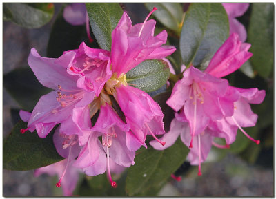 Russatum