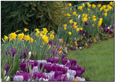 A Flower Bed