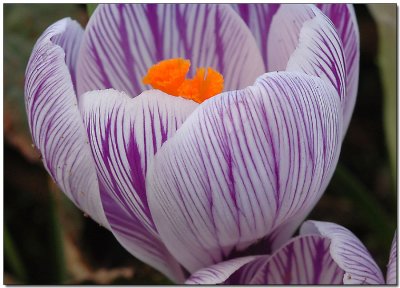 Crocus