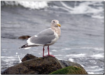 Thayers Gull