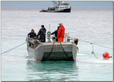 Picking up the Net