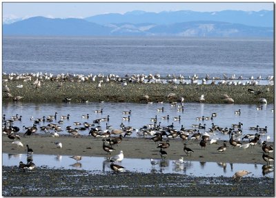 Gulls and Brant