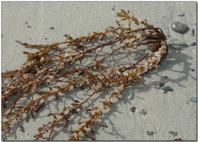 Roe on Seaweed