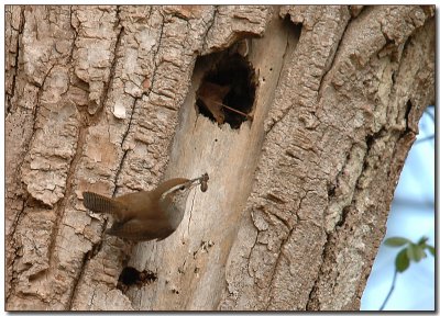 Bewick's Wren