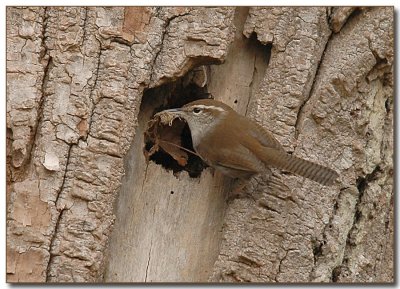 Bewick's Wren