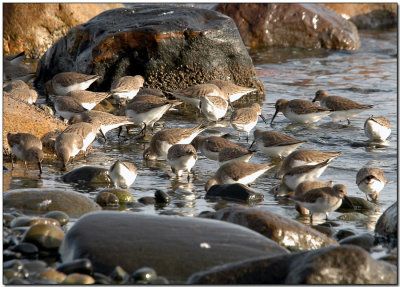 Sandpipers