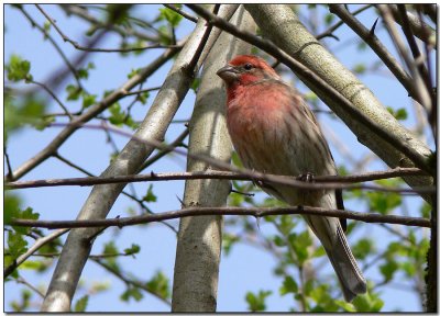 Purple Finch