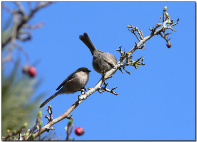 Bushtits