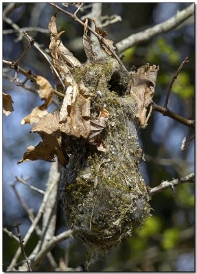 Bushtit Nest